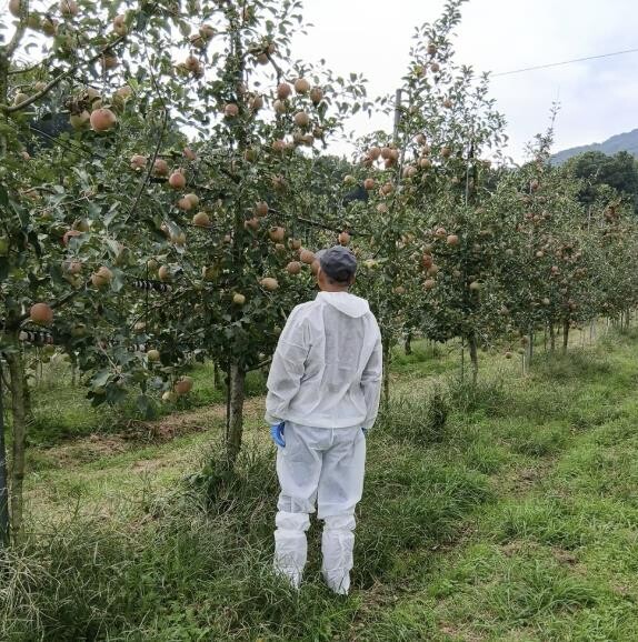 예산군농업기술센터, 과수화상병 4차 ...