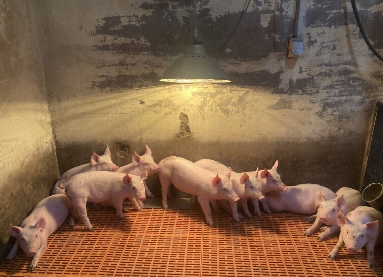 충남도 농업기술원, 한파 대비 겨울철...