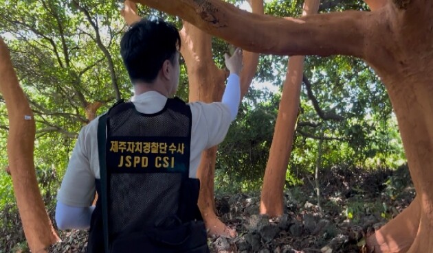 제주도 자치경찰단, 대규모 후박나무 ...